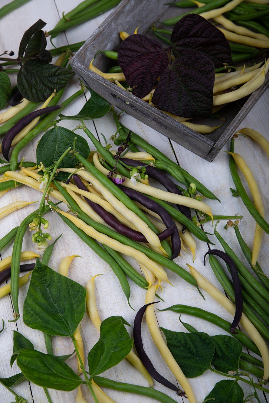 Kolorowa fasola w zbliżeniu