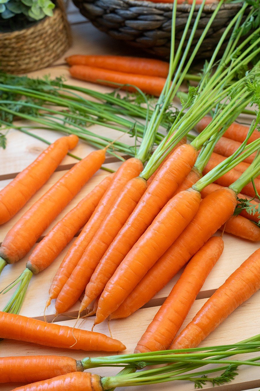 Marchew w naturalnym ujęciu