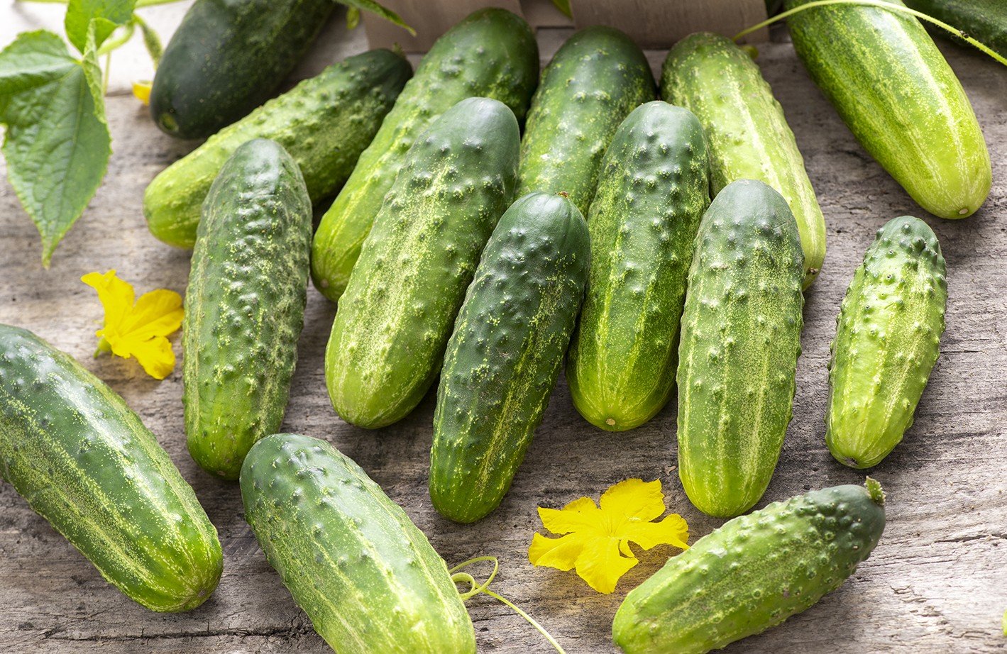 Ogórki w naturalnym kadrze