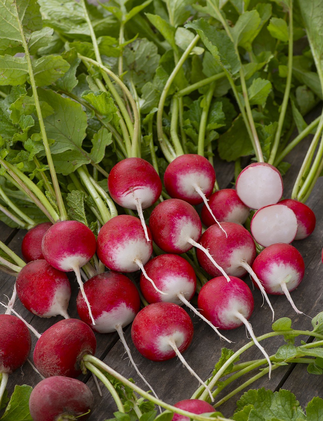 Pęczek świeżych rzodkiewek