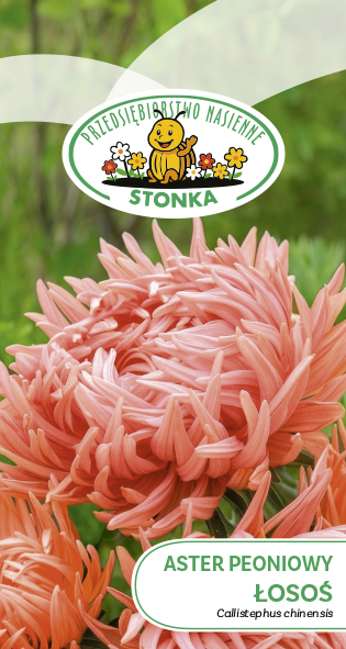 Aster peoniowy Łosoś