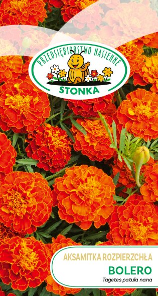 Aksamitka rozpierzchła Bolero