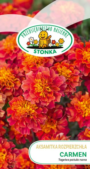 Aksamitka rozpierzchła Carmen