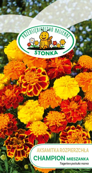 Aksamitka rozpierzchła Champion mieszanka