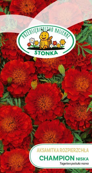 Aksamitka rozpierzchła Champion niska