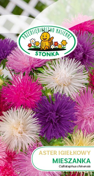 Aster igiełkowy Mieszanka