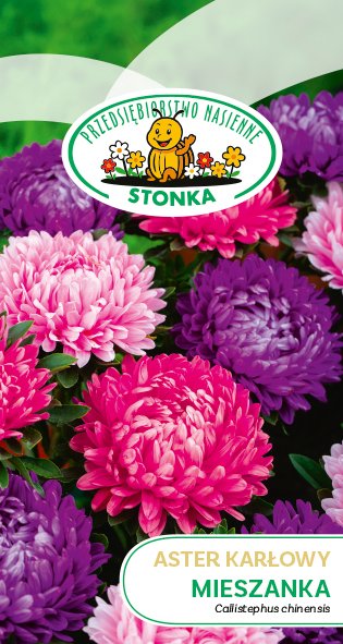 Aster karłowy Mieszanka