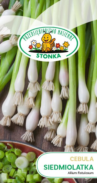Cebula siedmiolatka