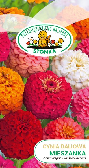 Cynia daliowa Mieszanka