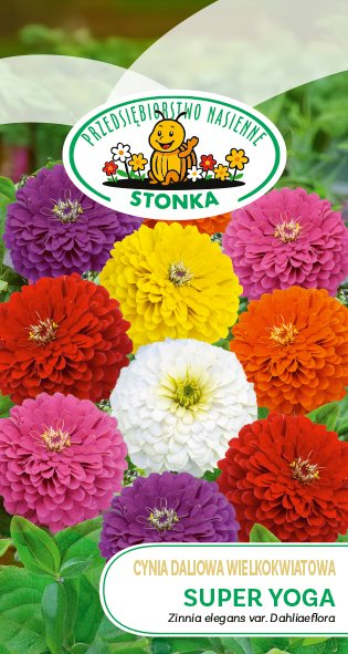 Cynia daliowa wielkokwiatowa Super Yoga