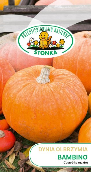 Dynia olbrzymia Bambino