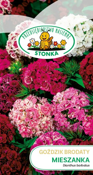 Goździk brodaty Mieszanka