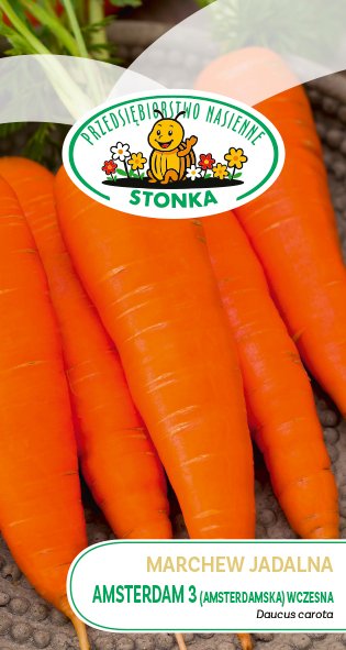 Marchew jadalna Amsterdam 3