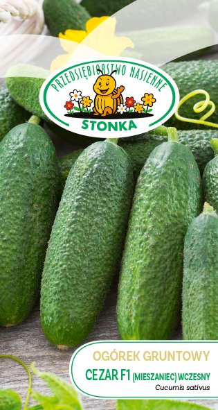 Ogórek gruntowy Cezar F1