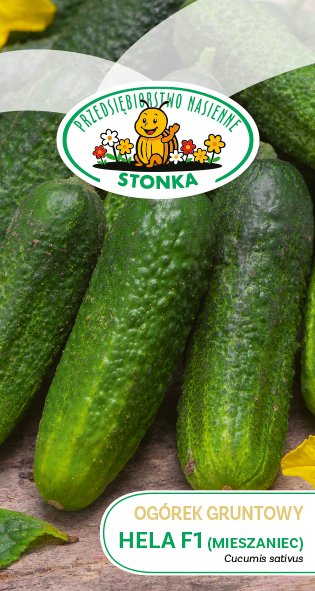 Ogórek gruntowy Hela F1