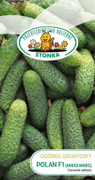 Ogórek gruntowy Polan F1