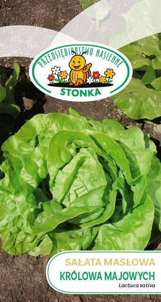 Sałata masłowa Królowa Majowych