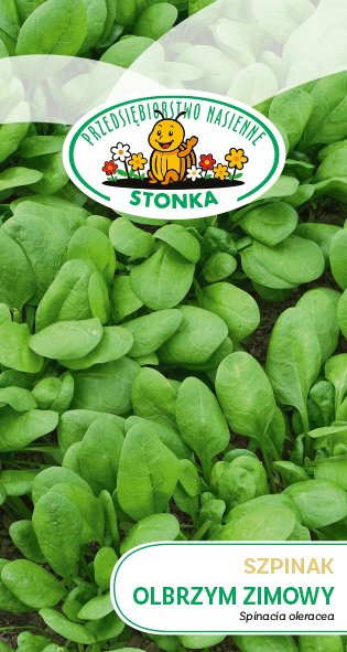 Szpinak olbrzym zimowy